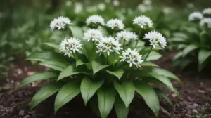 Czosnek Niedźwiedzi Uprawa - Czym Jest Allium Ursinum? Czosnek Niedźwiedzi Uprawa