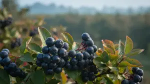 Aronia Odmiany