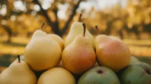 Odmiany Gruszek