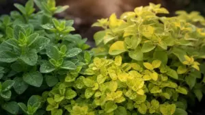 Oregano Odmiany